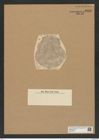 Coscinodiscus pseudolineata Pant. (de-Toni-Nr.: Genus 202, Species 4905) Zeichnungen Sammlung Grunow Nr. 8666 (NHMW-BOT-W0378074)